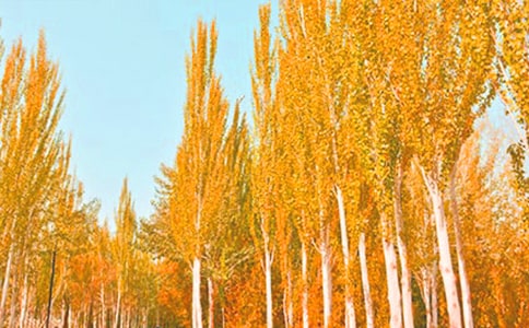 心中的白楊作文