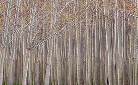 優(yōu)秀《白楊禮贊》教學(xué)設(shè)計(jì)