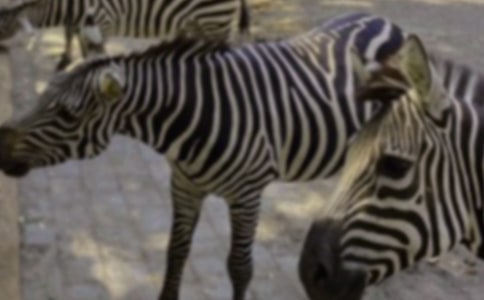 ������g(sh��)���R�ڰ׮��̰�