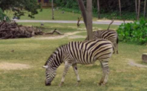 �����Y׌���R�����h��15ƪ