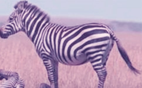 �����Y׌���R�����h��(15ƪ)