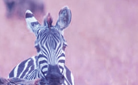 關(guān)于禮讓斑馬線作文