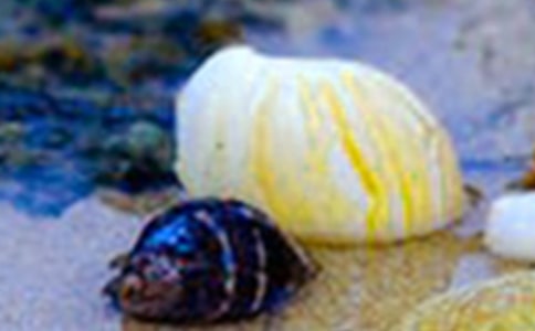 ��ؐ������[�ϼ�15ƪ]