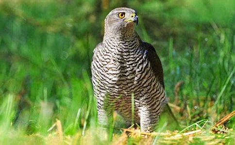 �n��_��(y��u)��Ġ�������