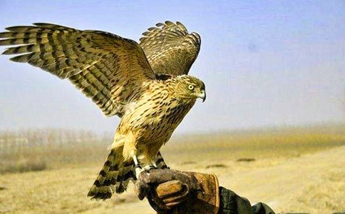 �P(gu��n)���茑�n������