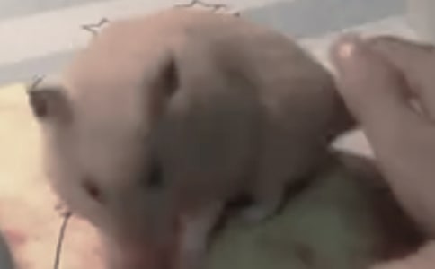 可愛的倉鼠優(yōu)秀作文