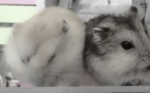 �P(gu��n)�ڂ}(c��ng)�������