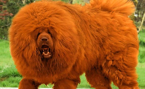 �茑����ľ���