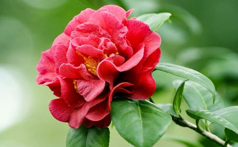 ɽ�軨��(y��u)������[��]