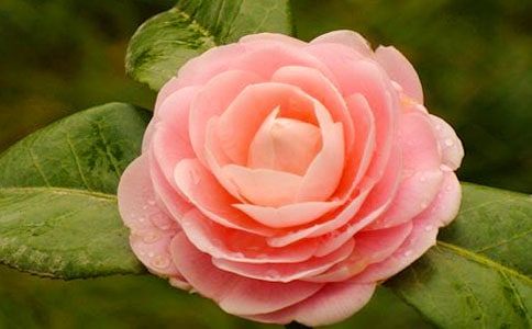 ɽ�軨���ġ����]��