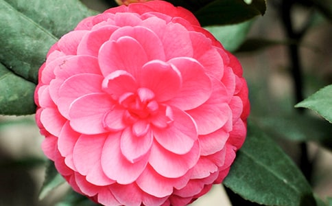 關于山茶花優(yōu)秀作文(精選3篇)