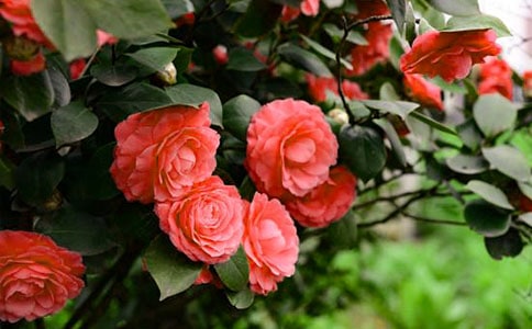 ɽ�軨���ġ����T(m��n)��