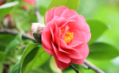 ɽ�軨������