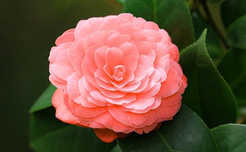 山茶花優(yōu)秀作文(精選4篇)