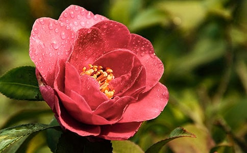 �����]��ɽ�軨����