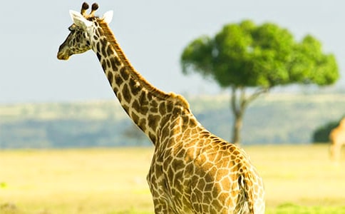 �а����g��ӽ̰�:�L�i¹