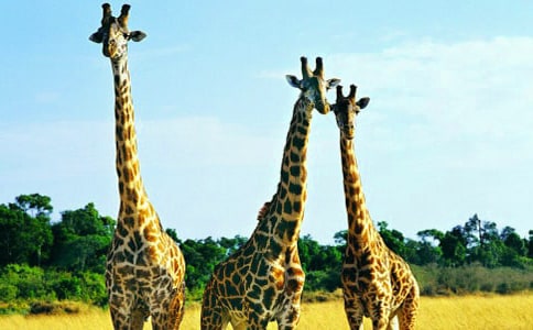 �а����g(sh��)�L�i¹�̰�