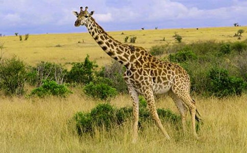 ������g(sh��)�̰��L�i¹