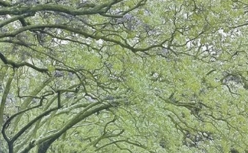 我是春風(fēng)作文