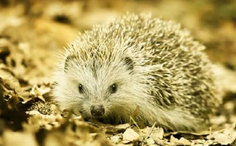 描寫刺猬的句子5篇