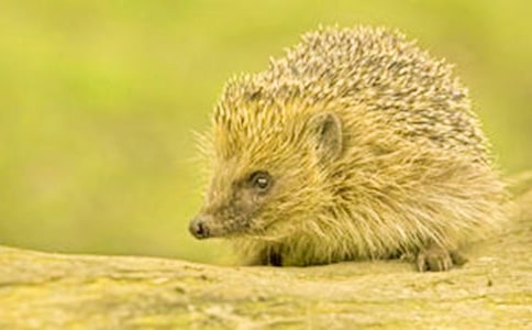 花貓與刺猬作文