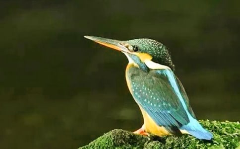 小學(xué)語文《翠鳥》教案8篇