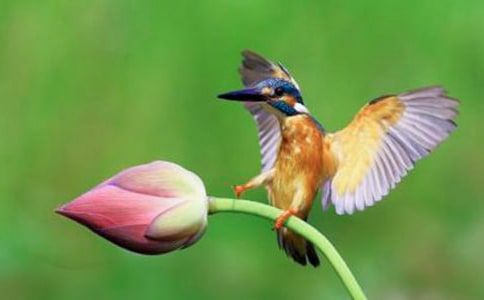 著名特級教師于永正《翠鳥》教學賞析