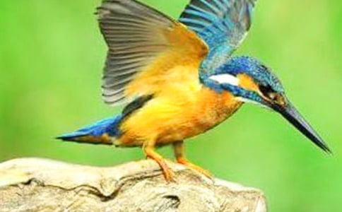 ���B�̌W�OӋ