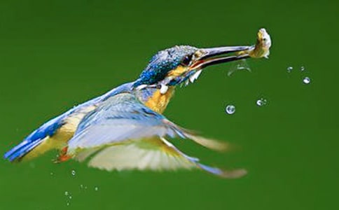 《翠鳥》課堂實錄 (于永正)