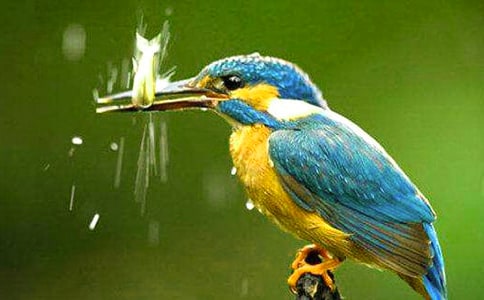 ���B(ni��o)�Z(y��)�Ľ̰�(15ƪ)