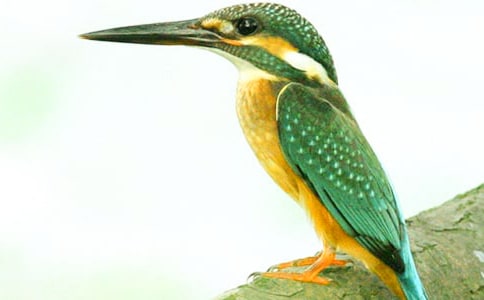 С�W(xu��)���꼉(j��)�Z(y��)�ġ����B���̰�