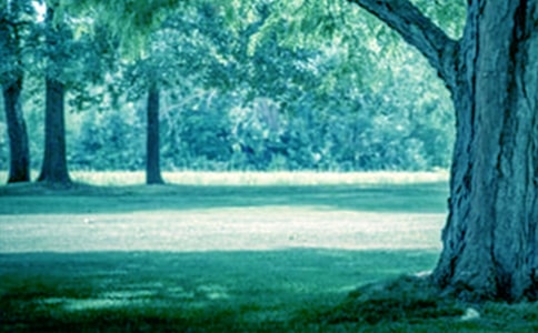 我家的大樹作文