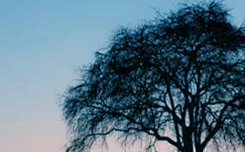 ����cС�����ľ��x15ƪ