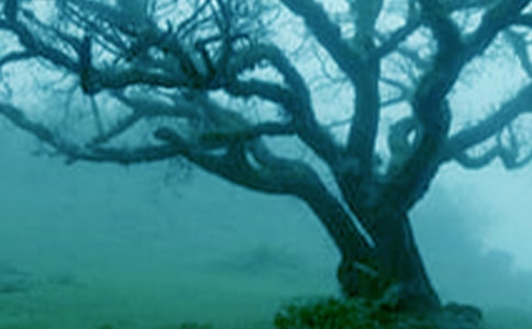 大樹的秘密作文