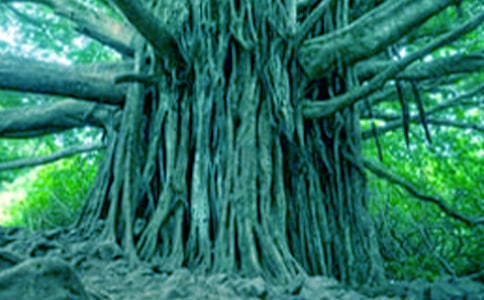 ����cС������15ƪ