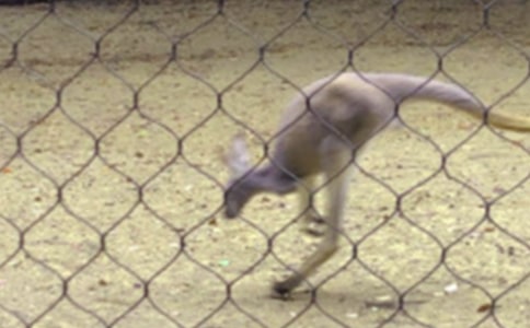 С���w���Α�С�����ҋ������̰�