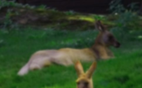 �����������(y��u)������500�֣�ͨ��26ƪ��