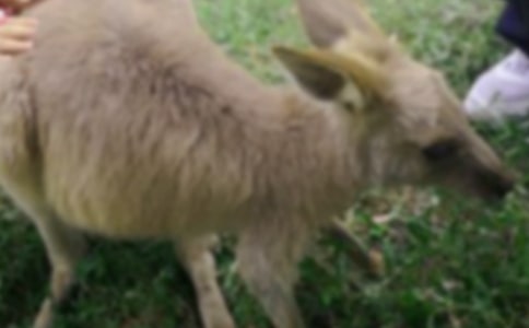 ����Ć�ʾ����