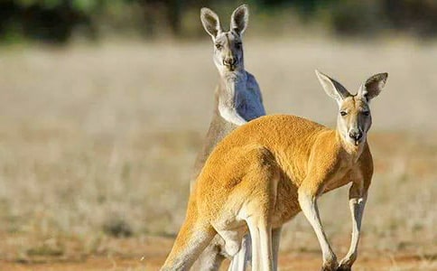 �P(gu��n)�ڴ�������