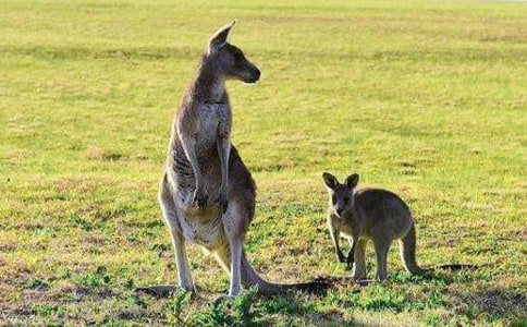 ���󌚌��\(y��n)Ƥ�����w���̰�