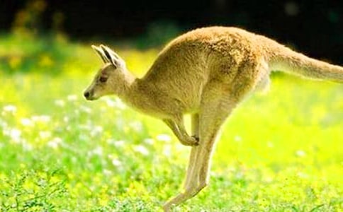 �P(gu��n)�ڴ��������