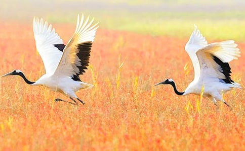 �������ĵ���Q��