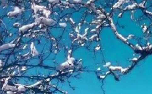 ����ѩ���ľ���