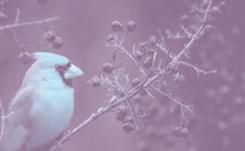 動植物活化石作文