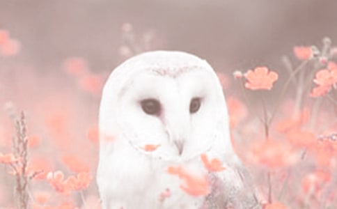 �̰���˼��Ʒ�� ����(��i)�o(h��)��(d��ng)ֲ��̌W(xu��)�O(sh��)Ӌ(j��)