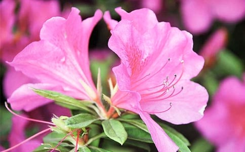 ���ݶ��N���ľ���ժ�33�l