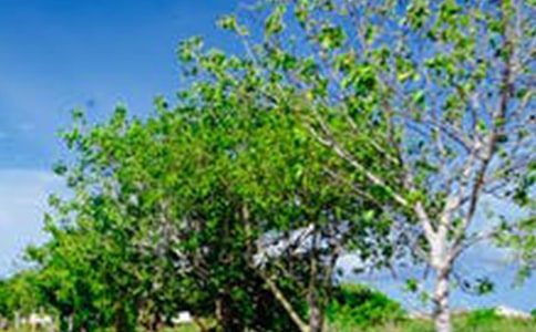 轉型發(fā)展背景下風景園林模塊化教學體系構建