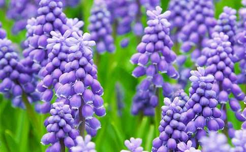 風(fēng)信子作文匯編15篇