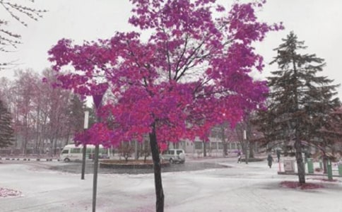 ���ֽ��^�L(f��ng)ѩɽ��R����(chu��ng)��