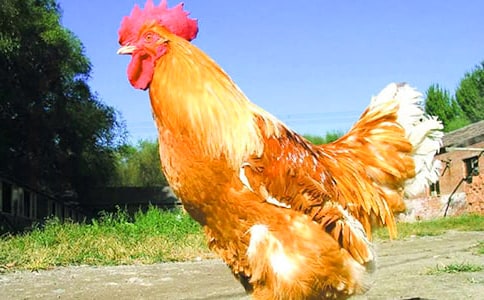 �����u������(15ƪ)